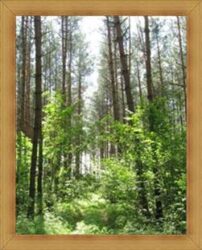 Warmia i Mazury lasy Olsztyn atrakcje przyrodnicze