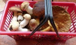 Pyszne Grzybki z Olsztyńskich Lasów