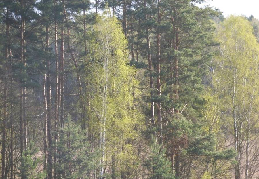 Olsztyn Wiosna w Lesie